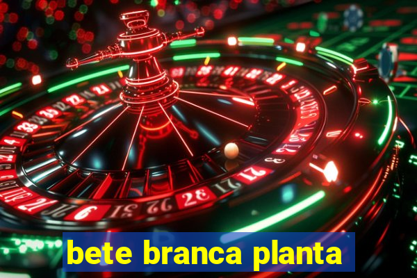 bete branca planta